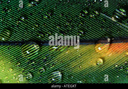 Gocce di acqua su parrot feather Foto Stock