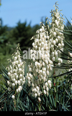 Adam's ago / debole-leef Yucca Foto Stock