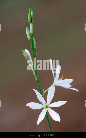 San Bernardo di Lily Foto Stock