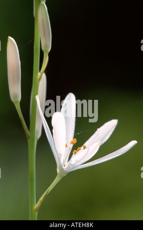 San Bernardo di Lily Foto Stock