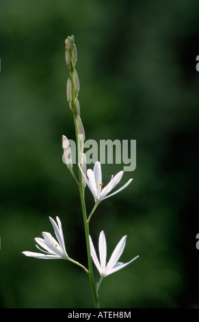 San Bernardo di Lily Foto Stock