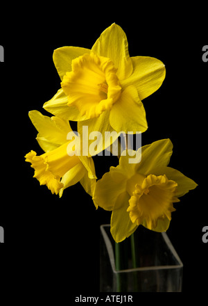 Primo piano di 3 teste di Daffodils con sfondo nero. Foto Stock