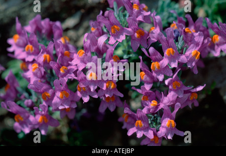 Toadflax alpino Foto Stock