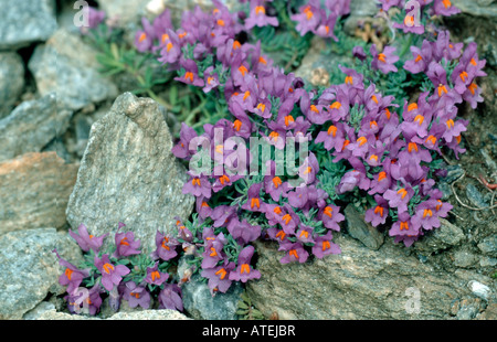 Toadflax alpino Foto Stock