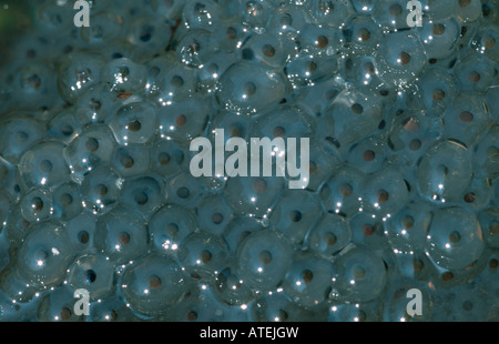 Politica europea comune in materia di Frog spawn Foto Stock