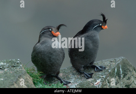 Aethia cristatella Foto Stock