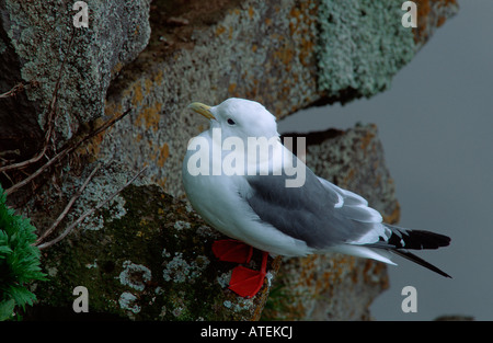 Rosso-Kittiwake zampe Foto Stock