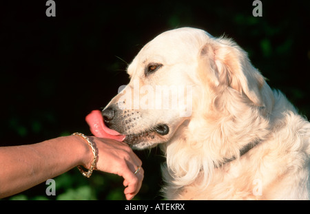 Il Golden Retriever Foto Stock