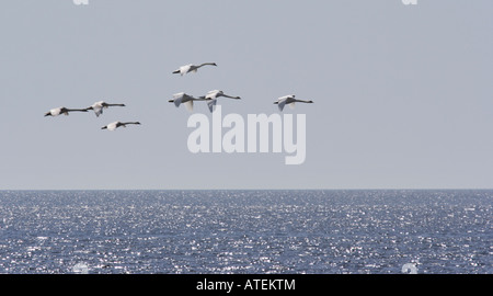 Volo dei cigni Foto Stock