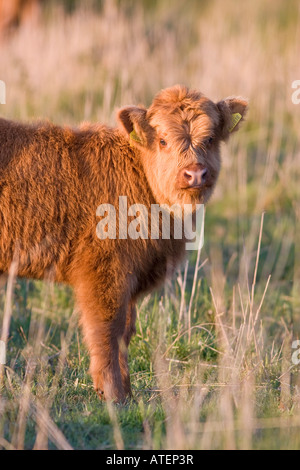 Vitello marrone di "Highland bovini" sul pascolo di Norfolk Marsh Foto Stock