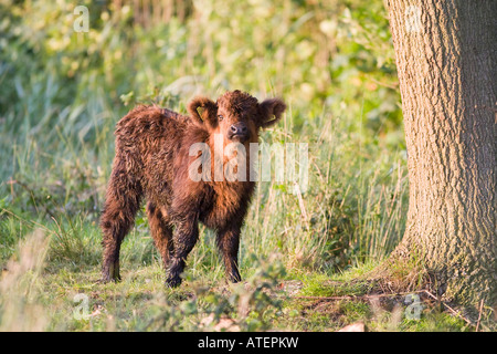 Vitello marrone di "Highland bovini" sul pascolo di Norfolk Marsh Foto Stock