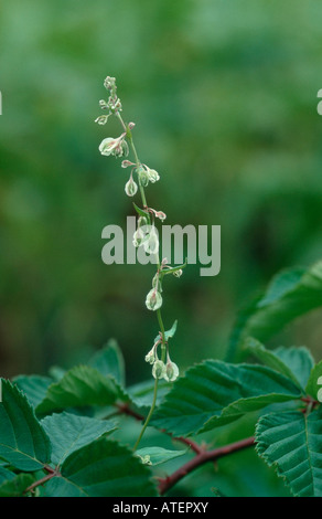 Ceduo Centinodia / Hecken-Windenknoeterich / Heckenknoeterich Foto Stock