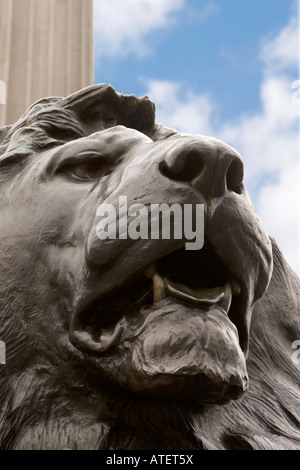 Trafalgar square lion Foto Stock