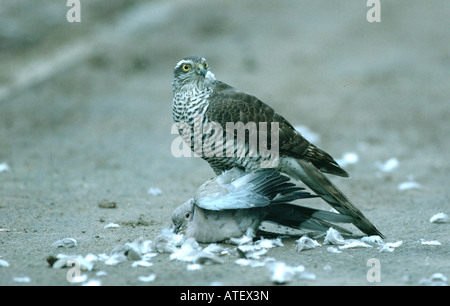 Northern Sparviero Foto Stock