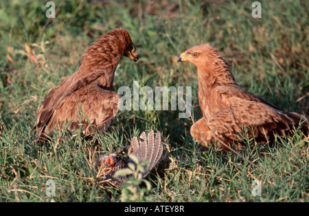 Aquila rapace Foto Stock