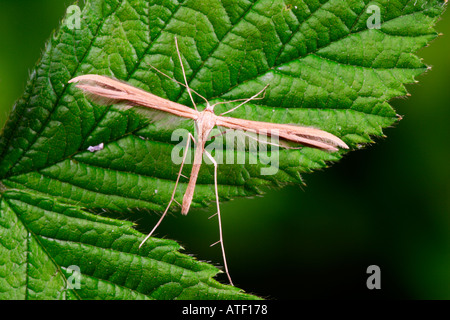 Pennacchio bianco Moth Pterophorus pentadactyla a riposo sul Rovo foglie potton bedfordshire Foto Stock