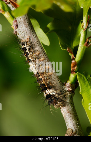 Archi nero Lymantria monacha larve sul ramoscello di quercia potton bedfordshire Foto Stock