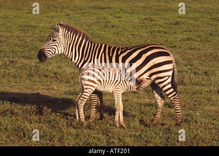 Zebra mare con giovani puledro a fianco di allattamento entro il cratere di Ngorongoro National Park in Tanzania Foto Stock