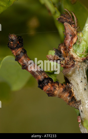 Viola Thorn Selenia tetralunaria Larva Foto Stock