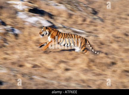 Tigre del Bengala in esecuzione sulla collina rocciosa modello della fauna selvatica Foto Stock