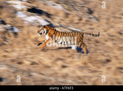 Tigre del Bengala in esecuzione sulla collina rocciosa modello della fauna selvatica Foto Stock