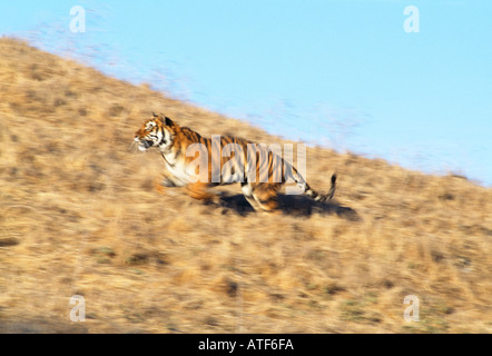 Tigre del Bengala in esecuzione sulla collina rocciosa modello della fauna selvatica Foto Stock