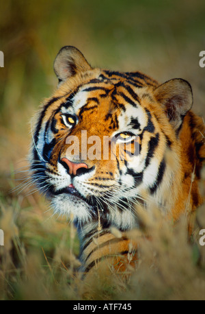 Tigre del Bengala modello della fauna selvatica Foto Stock