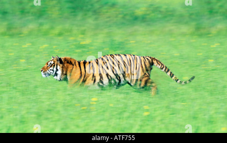 Tigre del Bengala in esecuzione attraverso l'erba modello della fauna selvatica Foto Stock