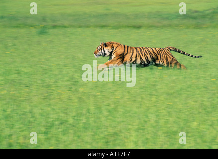 Tigre del Bengala in esecuzione attraverso l'erba modello della fauna selvatica Foto Stock