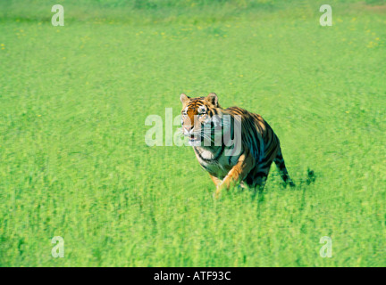 Tigre del Bengala in esecuzione attraverso l'erba modello della fauna selvatica Foto Stock