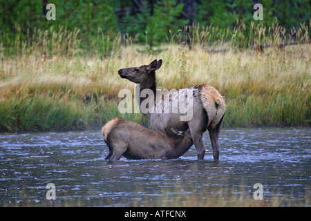 Elk femmina vacca madre in piedi in un fiume e lattanti il suo vitello nel parco nazionale di Yellowstone America del Nord STATI UNITI D'AMERICA Foto Stock