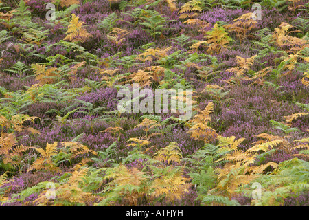 Heather e bracken in autunno in Scozia sul versante di una montagna Foto Stock