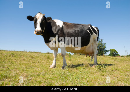 Mucca pezzata in piedi nel sole, guardando dritto verso la fotocamera, con il blu del cielo e il verde erba. Foto Stock