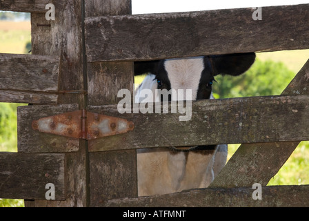 I giovani vitelli dietro una staccionata in legno guardando attraverso le schede. Colpo frontale. Foto Stock