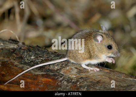 Mouse di legno sul log Foto Stock