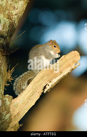 Scoiattolo grigio, Sciurus carolinensis, alimentazione in un bosco a Isle of Purbeck in Dorset, Inghilterra Foto Stock