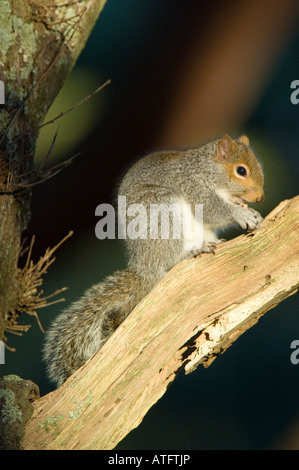 Scoiattolo grigio, Sciurus carolinensis, alimentazione in un bosco a Isle of Purbeck in Dorset, Inghilterra Foto Stock