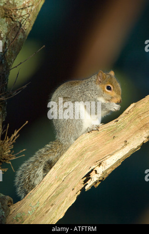 Scoiattolo grigio, Sciurus carolinensis, alimentazione in un bosco a Isle of Purbeck in Dorset, Inghilterra Foto Stock