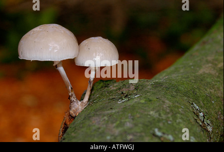 Oudemansiella mucida - porcellana funghi crescono su un ramo di un albero di faggio Foto Stock
