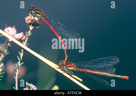 Rossi di grandi dimensioni (Damselflies Pyrrhosoma nymphula) coniugata. Foto Stock