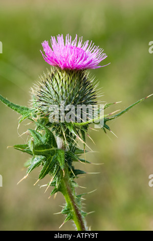 Una lancia Thistle, Cirsium vulgare, o Scottish Thistle, crescente nelle Highlands Foto Stock