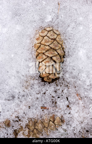 Pino silvestre coni, Pinus sylvestris, racchiusi in ghiaccio sul suolo della foresta nel parco nazionale di Cairngorms Foto Stock