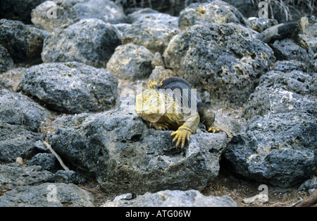 Immagine di una terra Galapagos Iguana, seduti su rocce laviche su una delle Isole Galapagos. Foto Stock