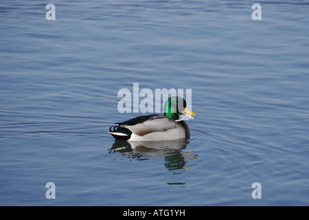 Maschio di germano reale (Anas platyrhynchos) sul lago Foto Stock