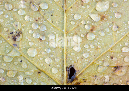 Pioggia o gocce di acqua caduti sulla foglia di un platano, Acer pseudoplatanus Foto Stock
