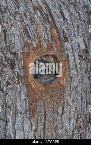 Elf Owl nidiacei, Micrathene whitneyi, nella cavità di nido in quercia. Foto Stock