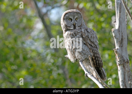 Foto di stock di un grande gufo grigio seduto su un ramo. Foto Stock