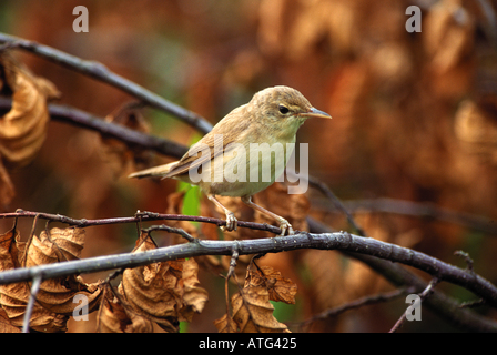 Eurasian reed trillo su ramoscello / Acrocephalus scirpaceus Foto Stock