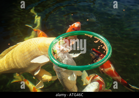 Carpe Koi - munching Foto Stock