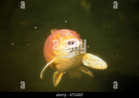 carpa koi Jumbo Foto Stock